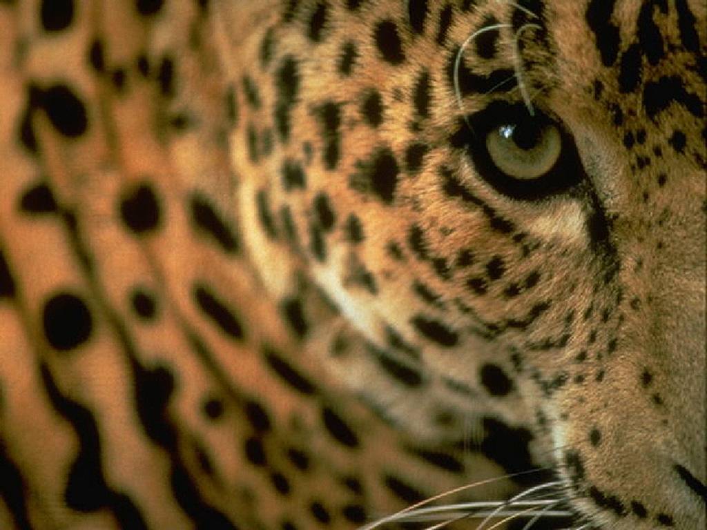 leopardo_mirada
