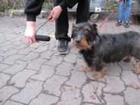 Interview für den Film - der Hund verweigert die Aussage...